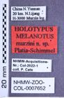 Etikette zu Melanotus murzini (Platia & Schimmel, 2001) (NHMW-ZOO-COL-0007652)